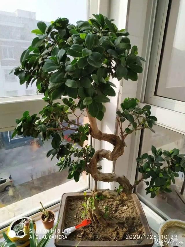 花盆里|农村不起眼的树,挖一棵做盆景,比买得还要好看