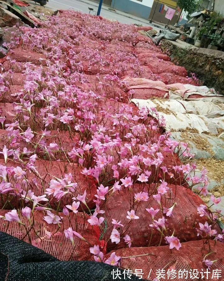 芦荟|8种花像“老母猪”,种一棵,生一窝,多得没地方养