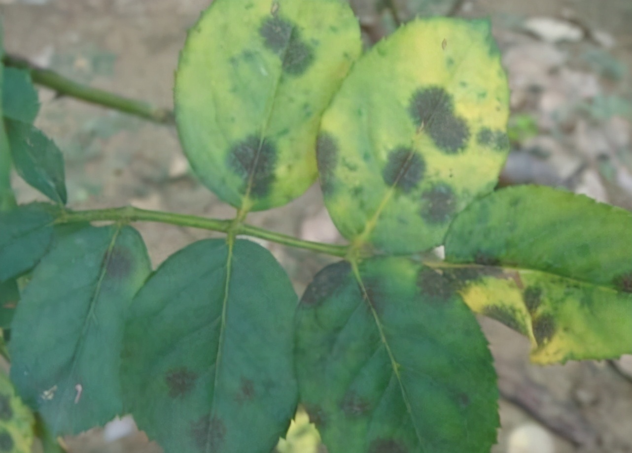 浇花|用磷酸二氢钾水浇花时该注意哪些“忌讳”,适用于什么花草