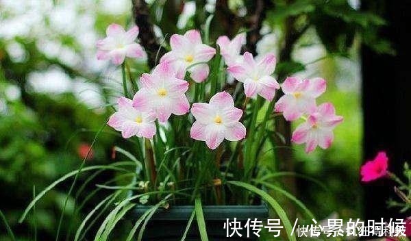 叶片|这3种花不开花像野草,很多人都以为是野韭菜,开花后令人惊喜
