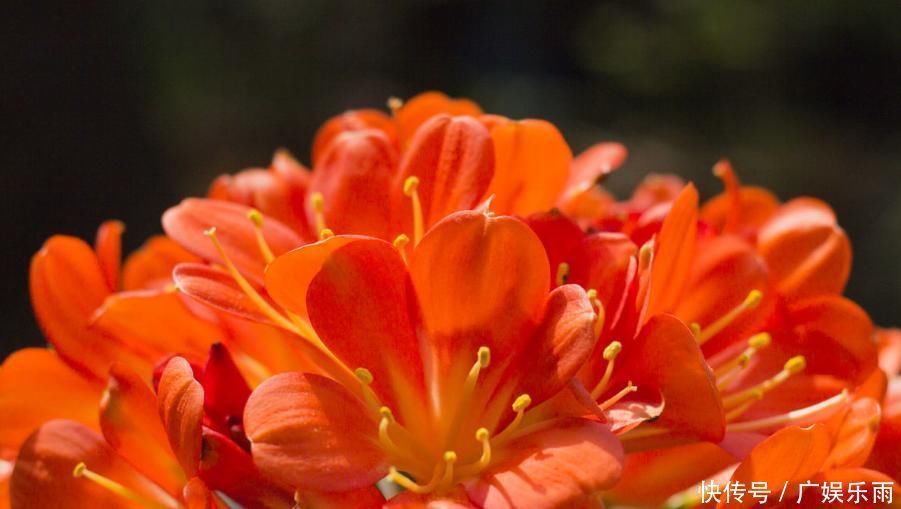 叶子|养护“君子兰”,这三个“小动作”做到位,轻轻松松让其开花