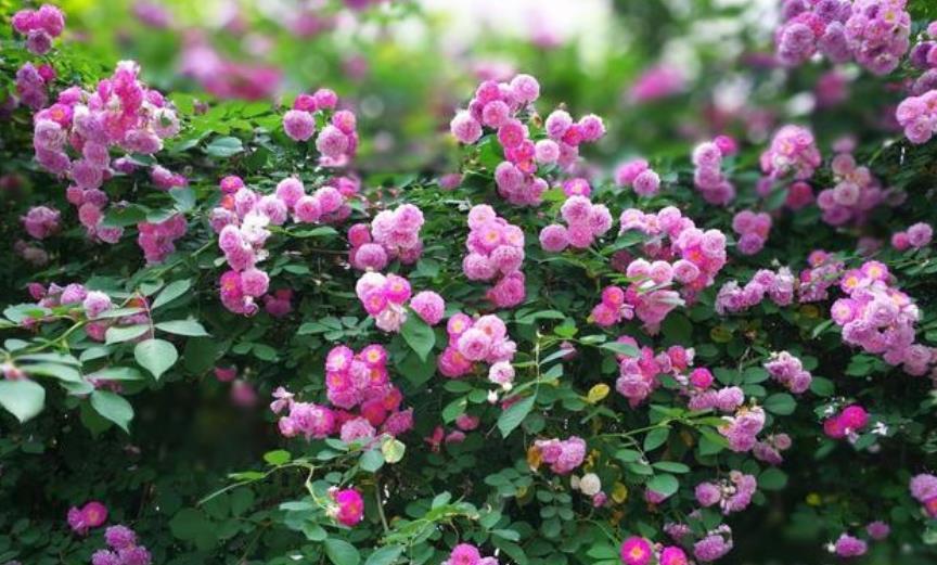 家里养了4种花,旁边的花草很难长好,都来看看你家养过几种?