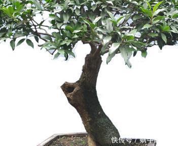 沼泽土|张大爷把桂花盆景养开花了，真是太吸引眼球了，一问竟是这样养