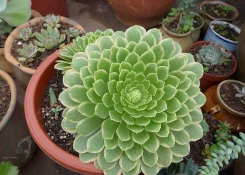 叶插多肉技巧分享掌握4个要点,一片叶子就能生根发芽成株