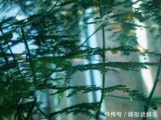 常给文竹喝5种水,文竹长成瀑布,且绿油油不黄叶