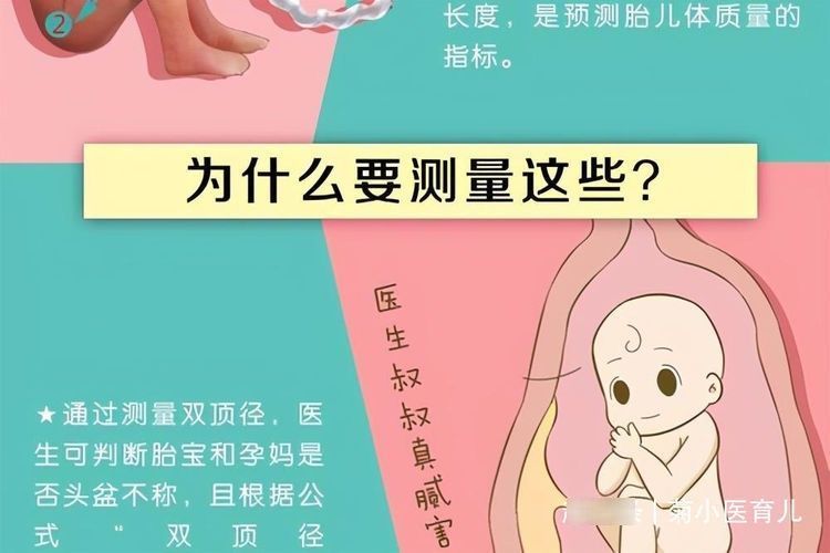 男孩|双顶径看男女：头小腿长是女孩，头大腿短是男孩？