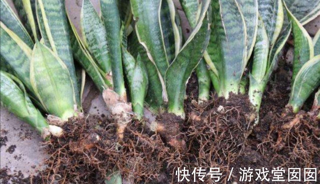 虎皮兰有“3喜2怕”，难怪不爱长新芽，现在纠正也不晚