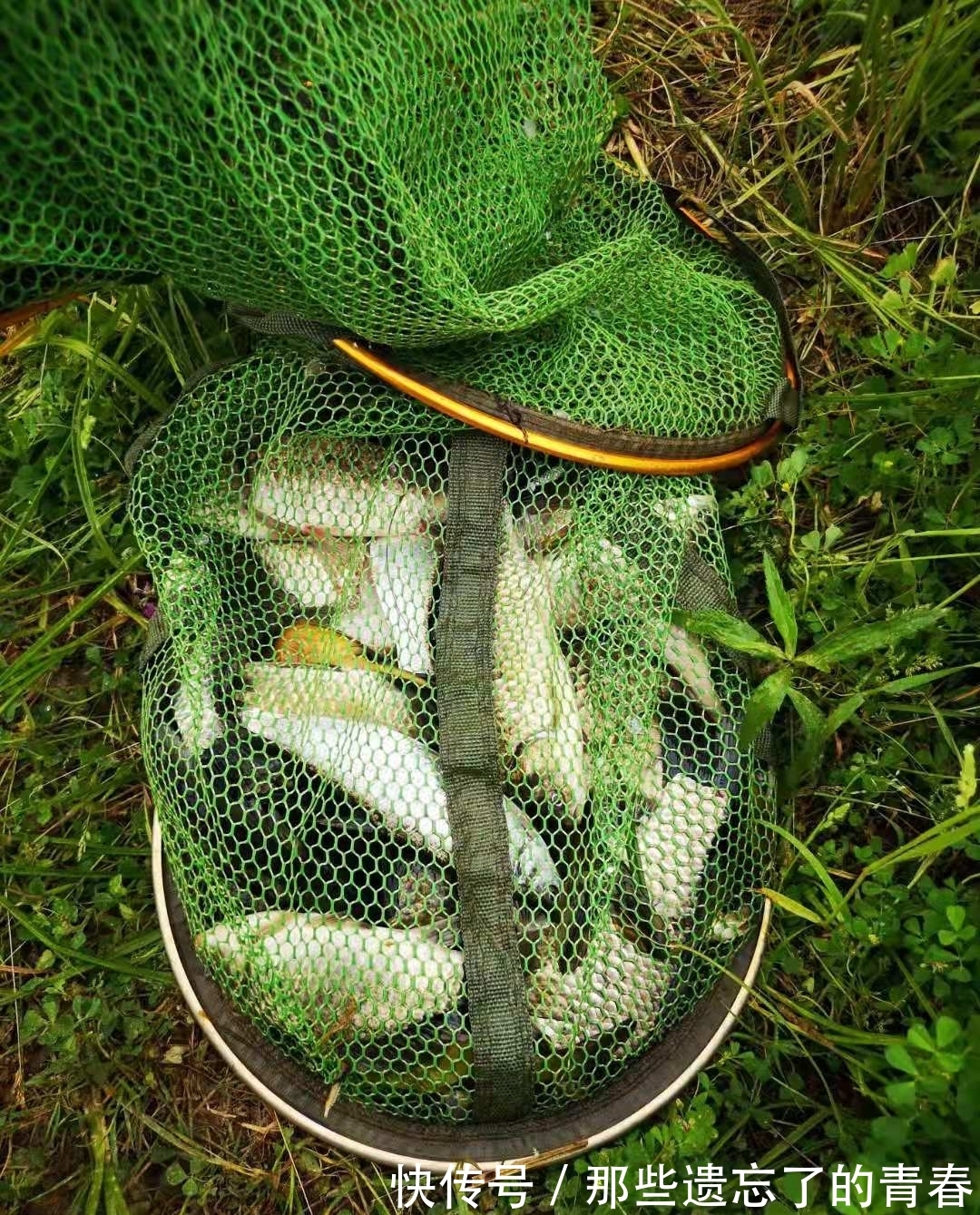 钓友|冬天野钓饵料双雄：蚯蚓和红虫，谁才是真王者？