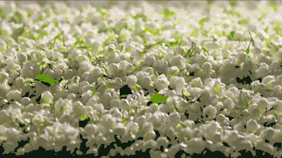 清香|用茉莉花茶做茶饮保持清香持久的秘密