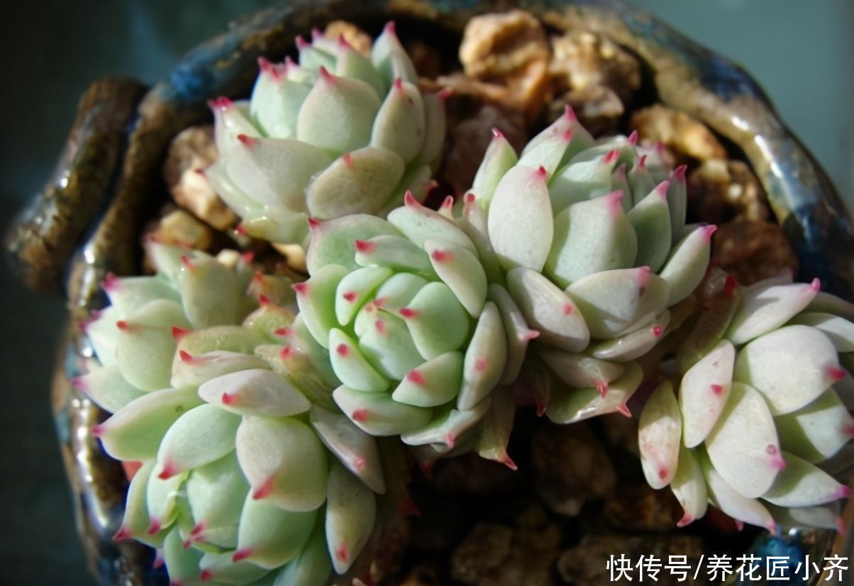 多肉植物|新手阳台养多肉的2个“烦恼”，不要着急，要针对“问题”去解决