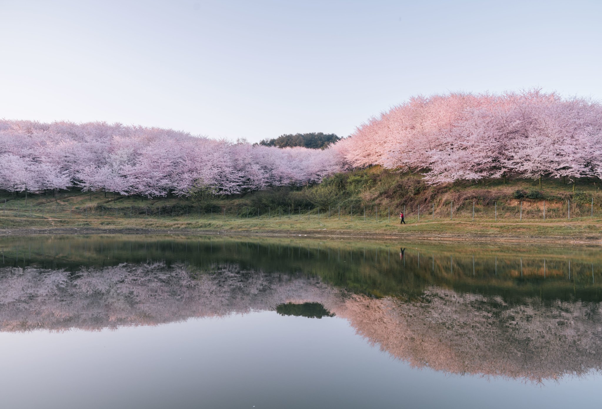 平坝樱花海，惊艳又浪漫