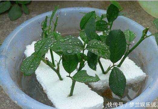 月季“扦插”活不了?老花友教你方法,枝条就能活
