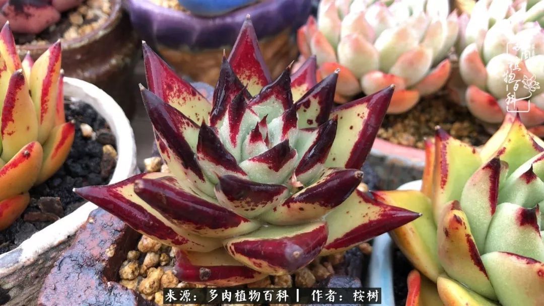 多肉度夏经验谈四季皆露养,兢兢业业养肉三年半!