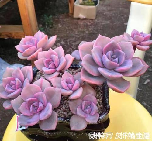 20款高贵梦幻紫色多肉,养一盆“紫气东来”,总有一款是你喜欢的