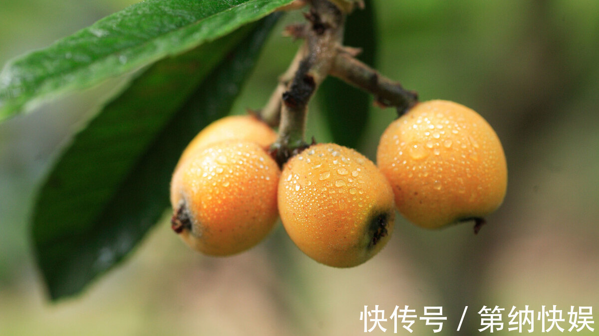 清肺|眼下别忘了吃这水果,甘甜多汁,清肺润肺,比梨子好吃受欢迎