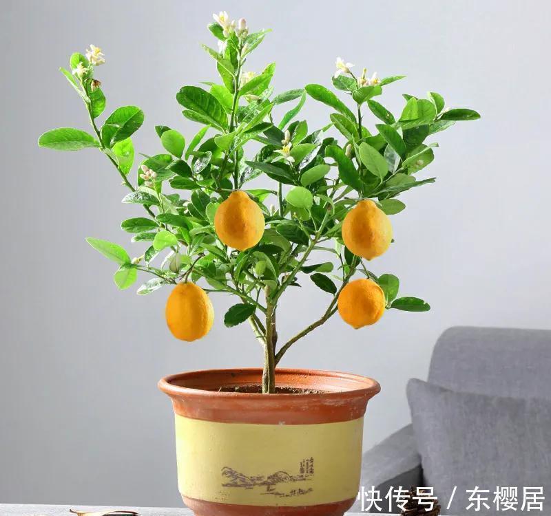 柠檬|闺蜜在阳台养了一盆“益母果”,富含维C能养颜,还可清新空气