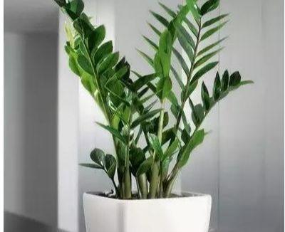 “金钱树”长得快,就靠这4招,片片“金钱叶”,蹭蹭猛长个!