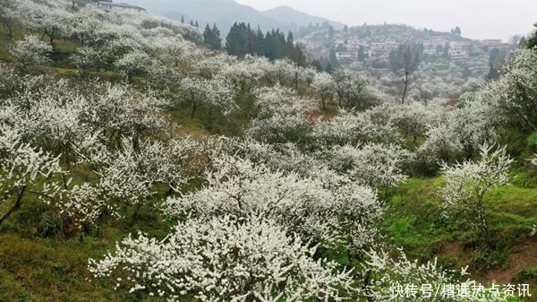 文化|习水：万亩李花盛开 春色满山