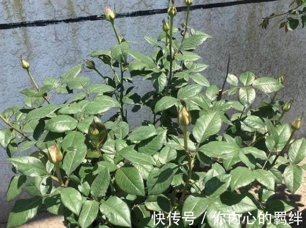 枝条|月季生长期,株型调整方法,南方花友必会的月季株型调整技巧