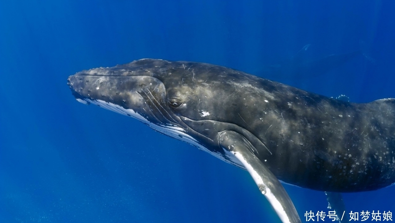 近距离 暖海实拍座头鲸 我们一起近距离接触它们