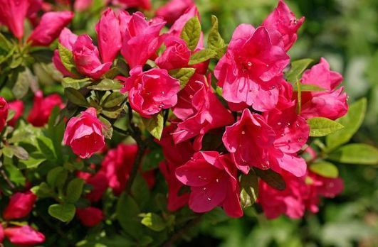 芍药花|从6月19号开始，家养这些植物，便宜又好养，花瓣层层叠叠