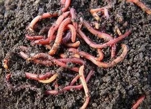 大爷用蚯蚓钓鱼二十年的配方,每次都收获满满,原来秘密在这