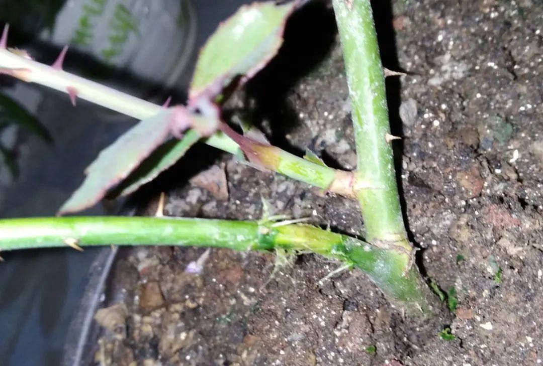 枝条|养花技巧:给花切个小口子,埋土里100%生根,根本不用扦插!