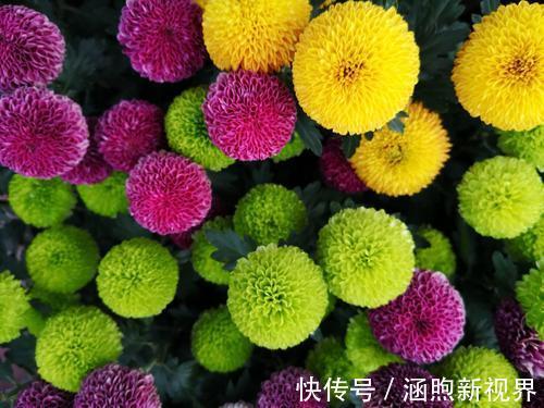 花开似乒乓,小巧玲珑又可爱,喜欢菊花的你不要错过乒乓菊