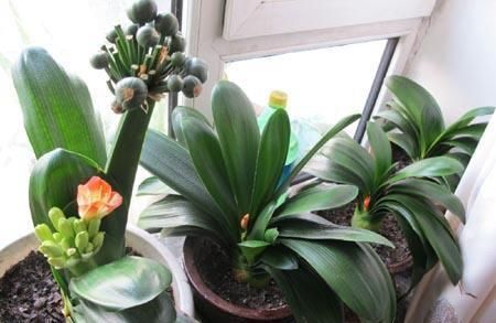  家家|它是“天然氮肥”，家家都有，养花埋盆里，营养有价值，养啥旺啥