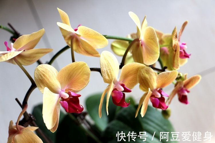 养这几款花 花开媲美玫瑰 开花勤爱爆盆 满屋子都是花香 粉紫色 养这几款花 花开媲美玫瑰 开花勤爱爆盆 满屋子都是花香 粉紫色