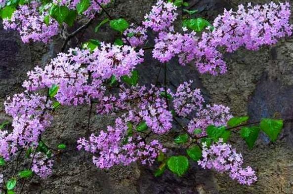 让“紫丁香”枝叶长不停、开花爆盆,其实只需把“3要点”完成好