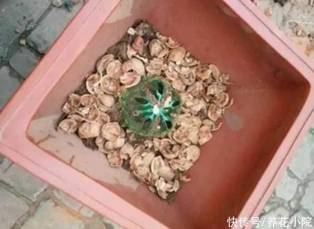 栽植|盆土不透气，花盆里加上4种“小东西”，通透性好，花卉不烂根