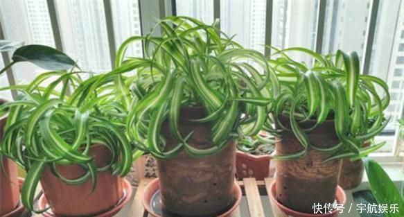 聪明人养花只养这4种，吸甲醛，净空气，客厅养1盆，全家健康