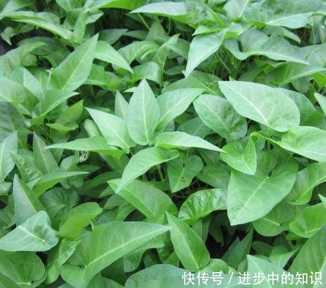  盆栽空心菜最简单的方法，1节枝插1棵，成片长摘不完