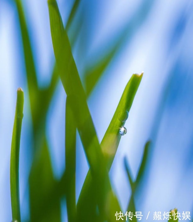 养兰花做好“4步”，叶子不干尖，生长旺盛，新芽多，开花才棒