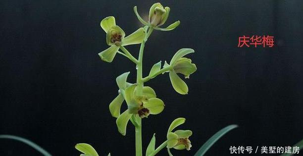 蕙兰|请欣赏蕙兰的新八种介绍及开品图片