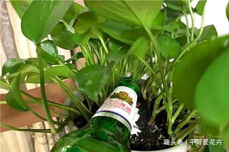 绿萝黄叶怎么办及时用上“1种水”，叶片油绿有光泽，真管用