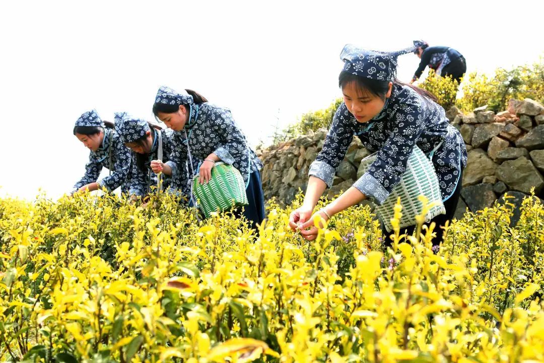 g20|到缙云这个天然大氧吧，采红豆，摘野荔枝，赏多彩山色……