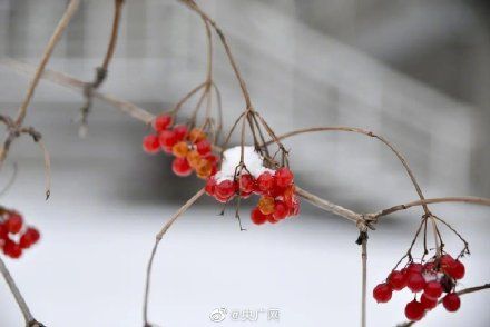 东北农业大学|东北农业大学冬日雪景流露特殊浪漫