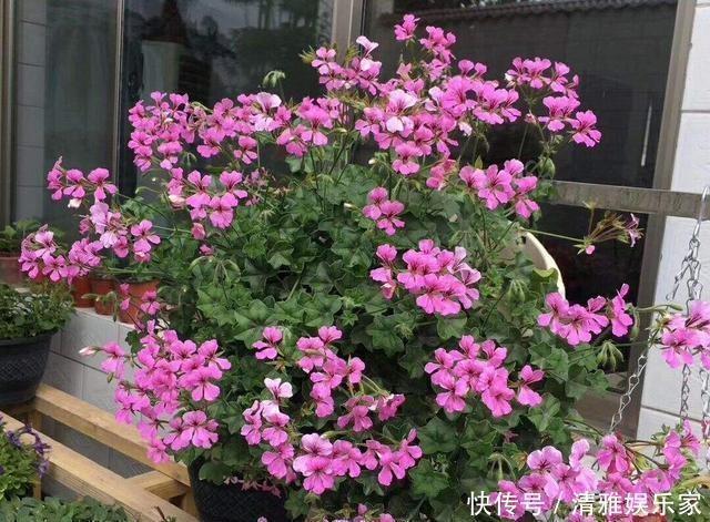 植物|养花不会施肥记住3点就行了,学会了“一生受用”