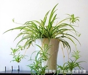 净化空气|忘了绿萝吧,试试这3种吊兰,好养又好看,镶着金边银边,美哉!