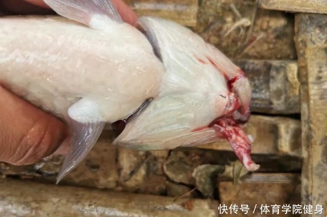 吃不得|钓到病鱼、畸形鱼能吃吗别贪嘴,有些鱼吃不得,还是放流为好
