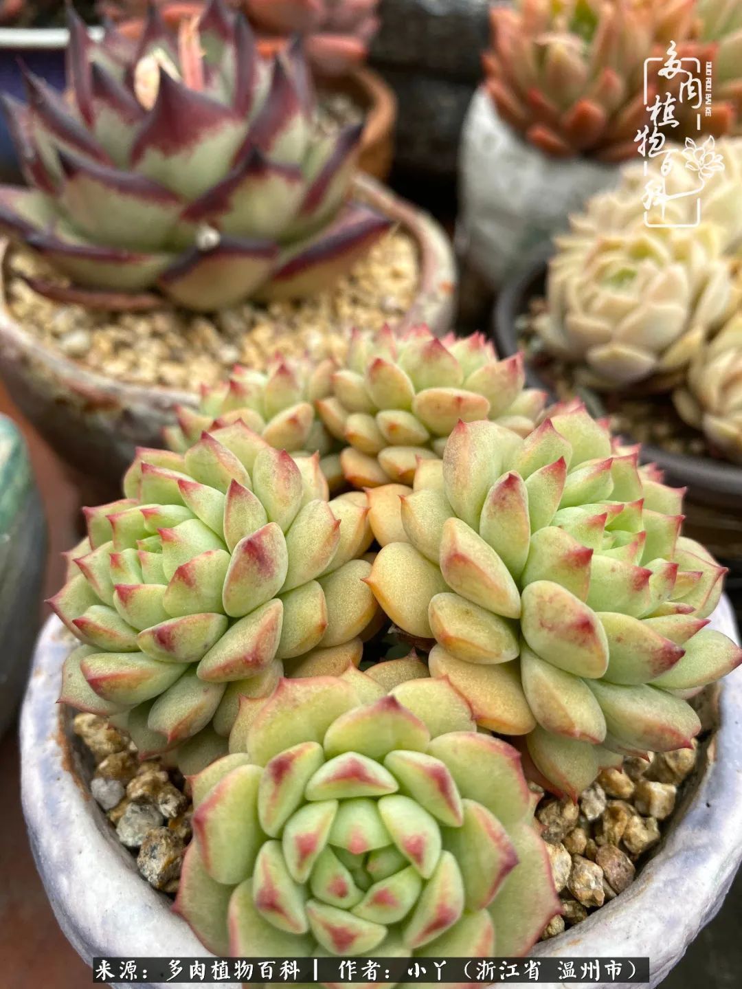 祖上无院家里无矿,一腔浪漫情怀付诸楼顶造花!