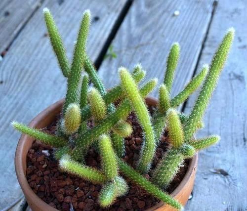 仙人掌|优雅美观的鼠尾仙人掌,你会喜欢这种长满绒毛的垂盆多肉吗