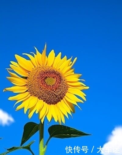 向日葵为什么向阳开?