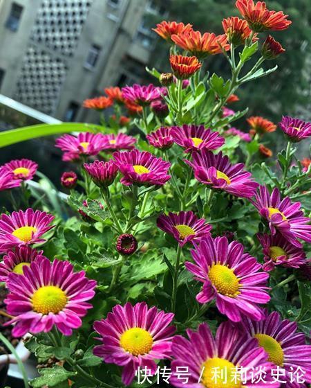 6种平价年宵花，适合大众消费，看看哪个适合你家