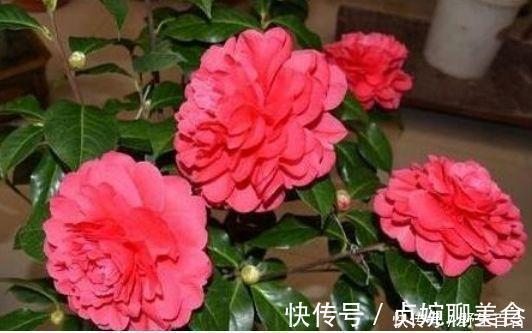 养花就养这几款，全年开花不停，四季有花开，花香四溢飘满屋