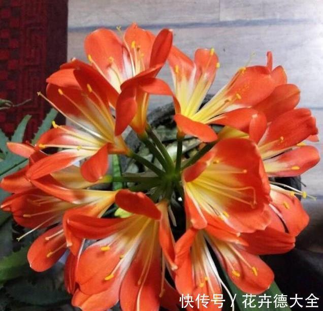 家里养君子兰,一个施肥小技巧,叶片长得又厚又大,花开得非常多