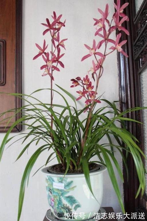 瓦片儿|吃饭剩下“大骨头”，埋花盆里，比花肥好用，高档花卉专用，养根