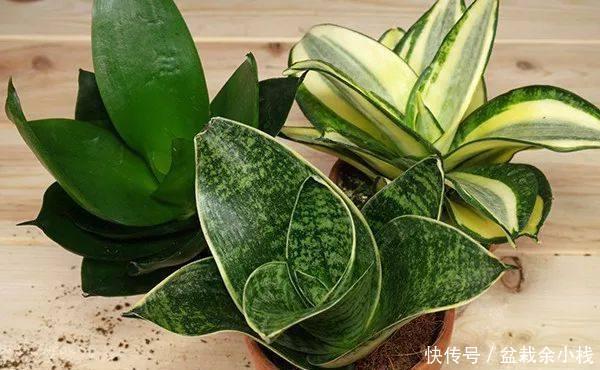 纳米比亚|虎尾兰原来有这么多的学问,以前都白养了